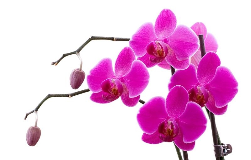 orchidea perfetta