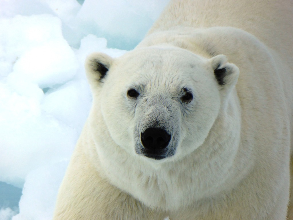 Giornata Mondiale dell'Orso Polare