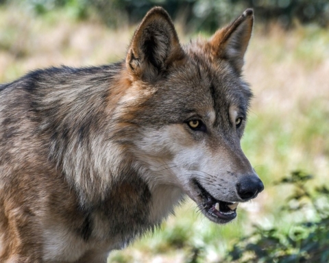La Spagna vieta la caccia al lupo