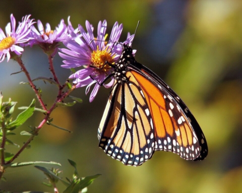farfalle monarca