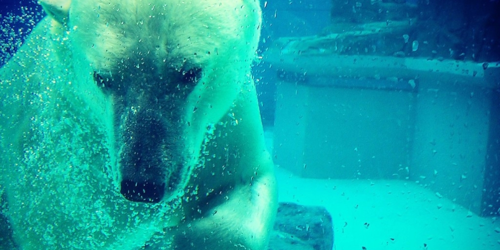 hotel degli orsi polari