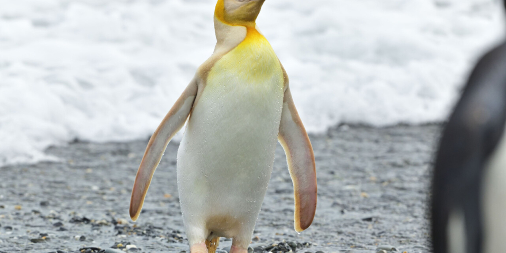pinguino giallo mai visto prima