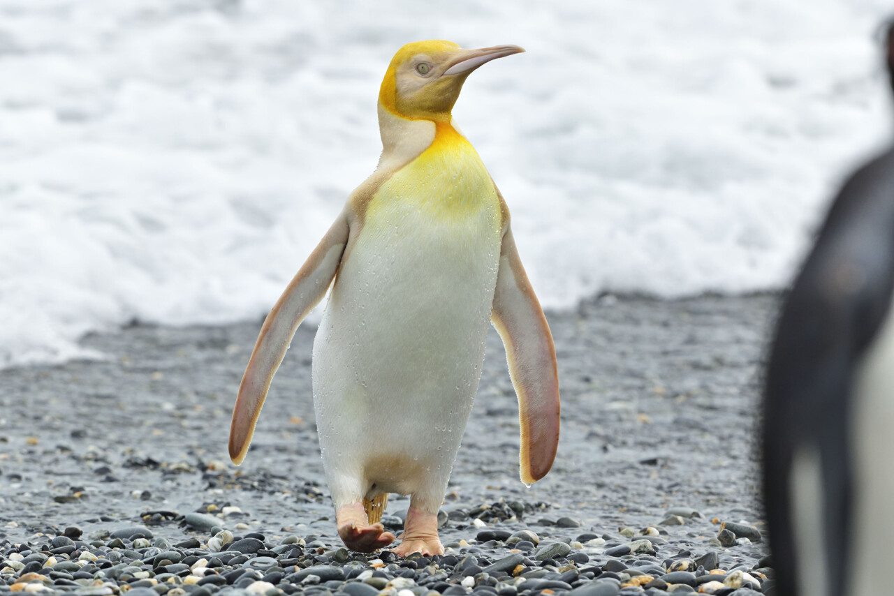 pinguino giallo mai visto prima