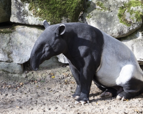 giornata mondiale del tapiro