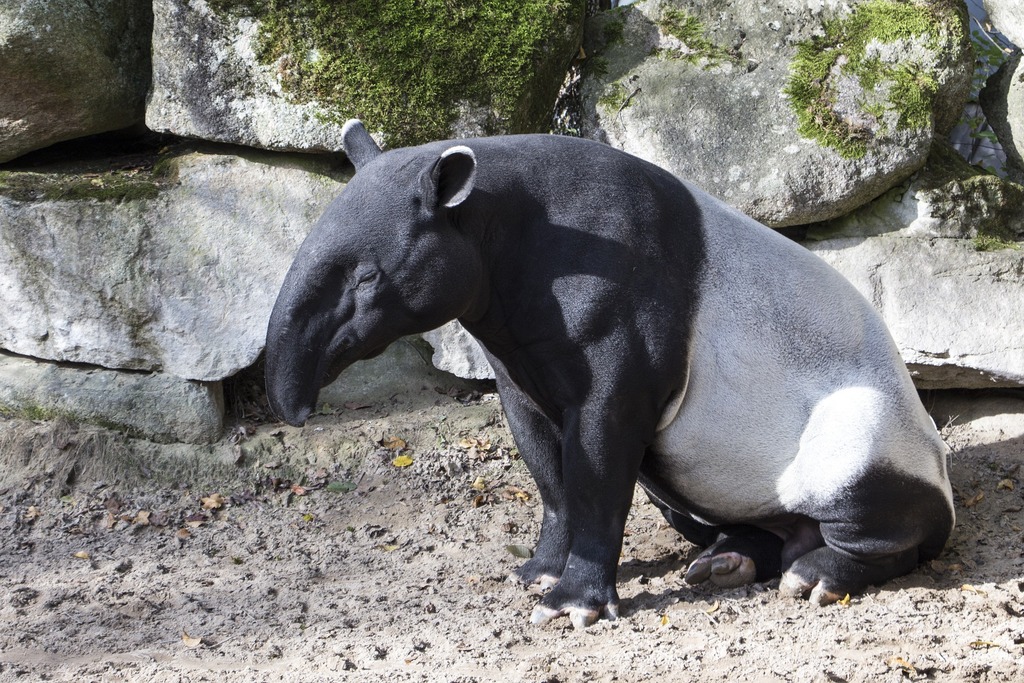giornata mondiale del tapiro
