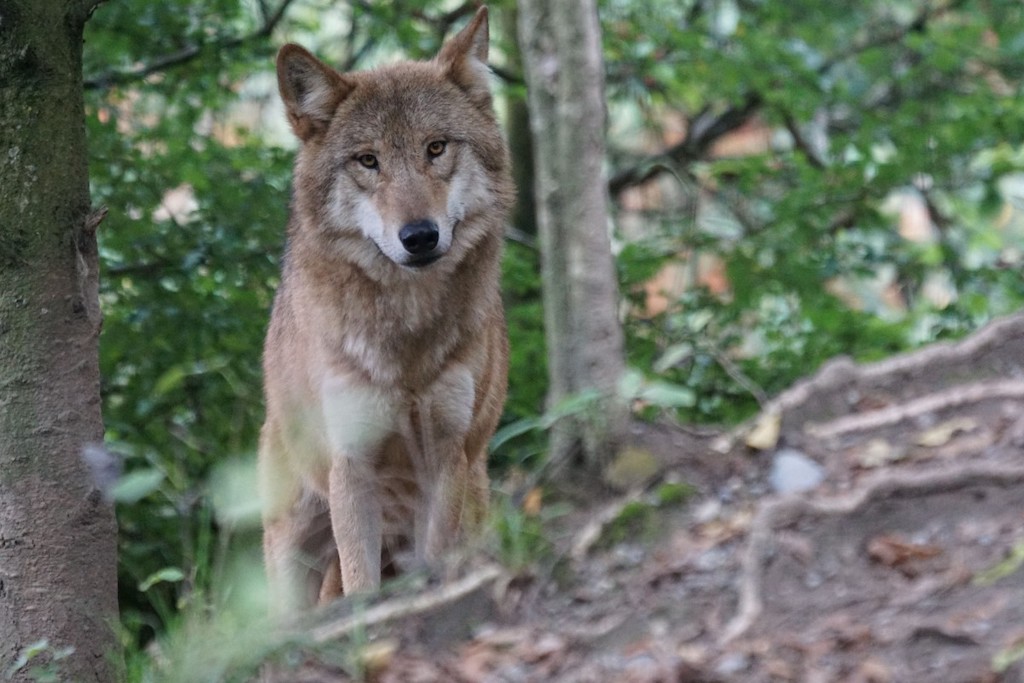 Vietata la caccia al lupo in Slovacchia