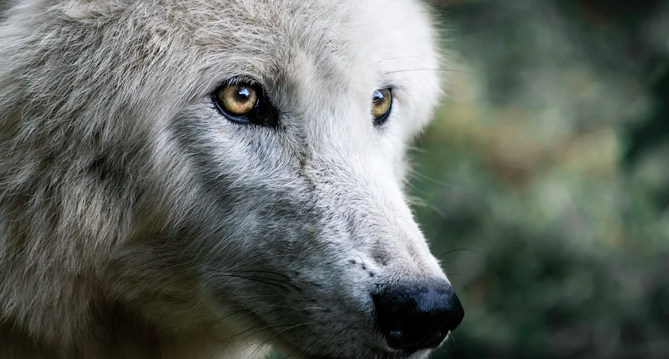 Vietata la caccia al lupo in Slovacchia