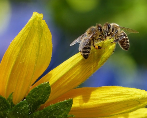 giornata mondiale delle api