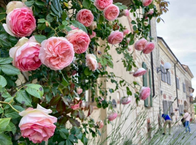cellamonte-monferrato-rose-francesco-rasero-676x500.jpeg