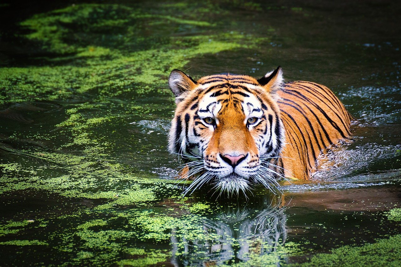 giornata mondiale della tigre