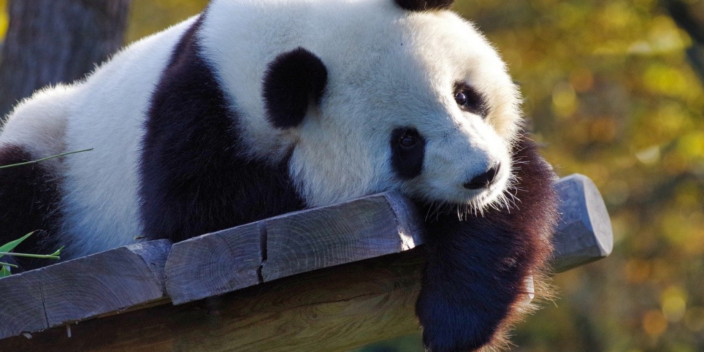 panda giganti