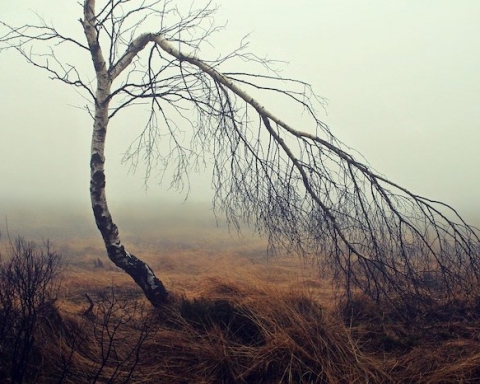 Life Drylands brughiera nebbia