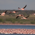 giornata mondiale degli uccelli migratori