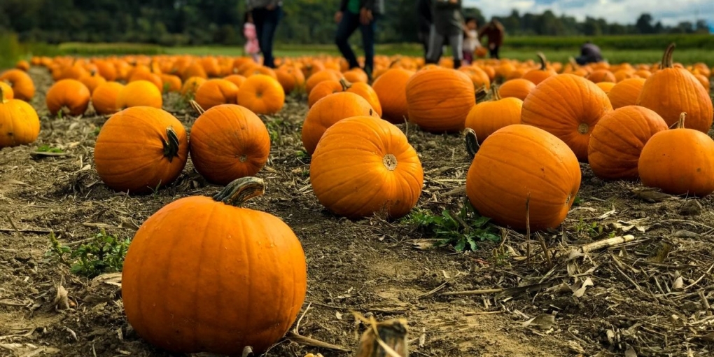 Un pumpkin patch è un campo di zucche