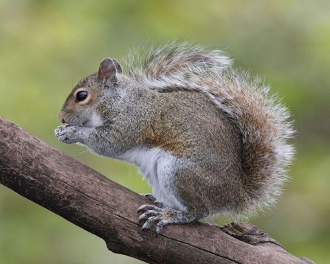 scoiattoli grigi