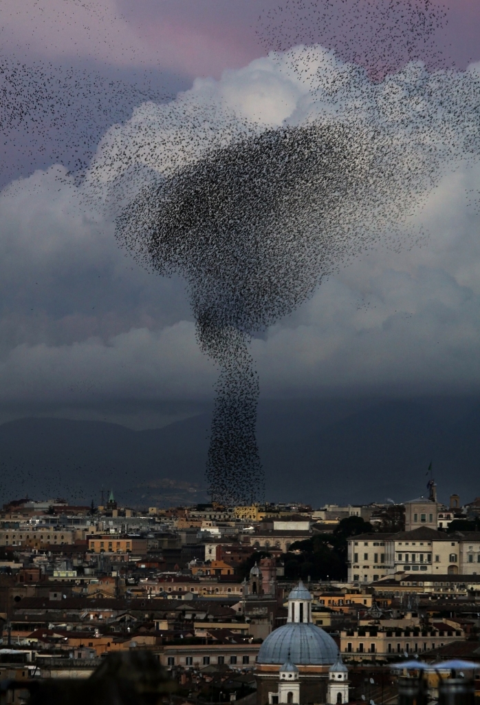 stormo di uccelli a Roma