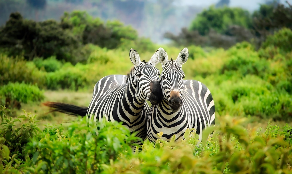 Giornata Internazionale della Zebra