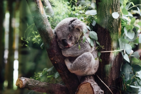Australia koala estinzione
