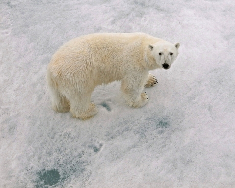 Giornata Mondiale dell'Orso Polare