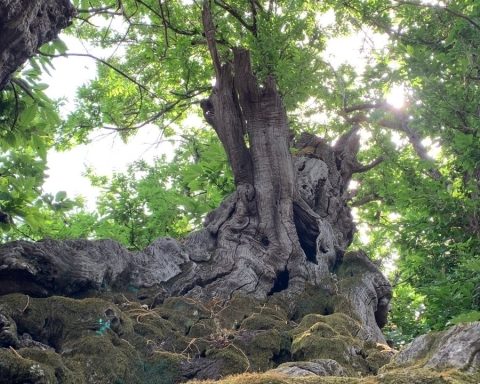 Un albero italiano è candidato come European Tree of the Year