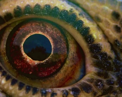Voyage of Time di Terence Malick