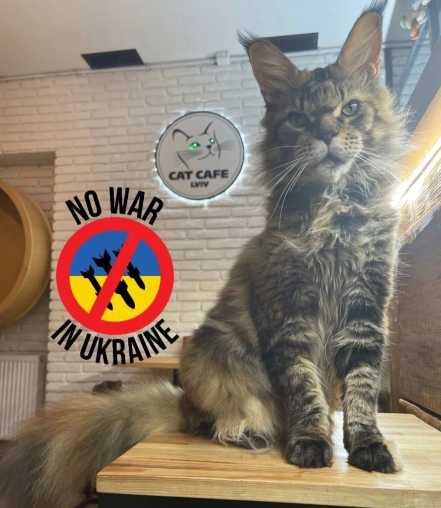 gatto del Cat Cafe di Lviv