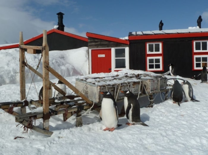 Antartide ufficio postale pinguino