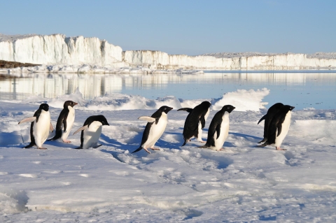 Giornata Mondiale del Pinguino