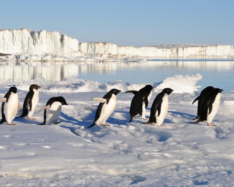 Giornata Mondiale del Pinguino