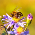 La decisione della Commissione Europea per tutelare le api dal pesticida