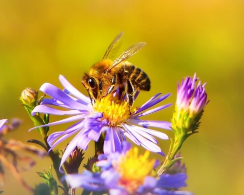 La decisione della Commissione Europea per tutelare le api dal pesticida