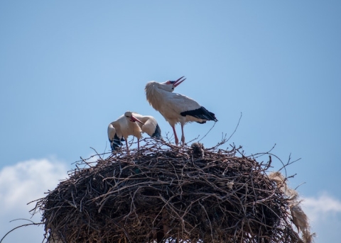 Pinerolo nido delle cicogne