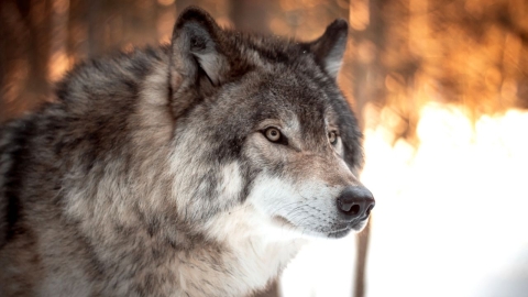 La specie del lupo in Italia è in ripresa per l'Ispra