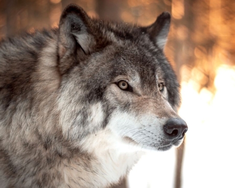 La specie del lupo in Italia è in ripresa per l'Ispra