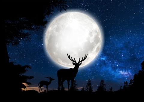 Luna del Cervo