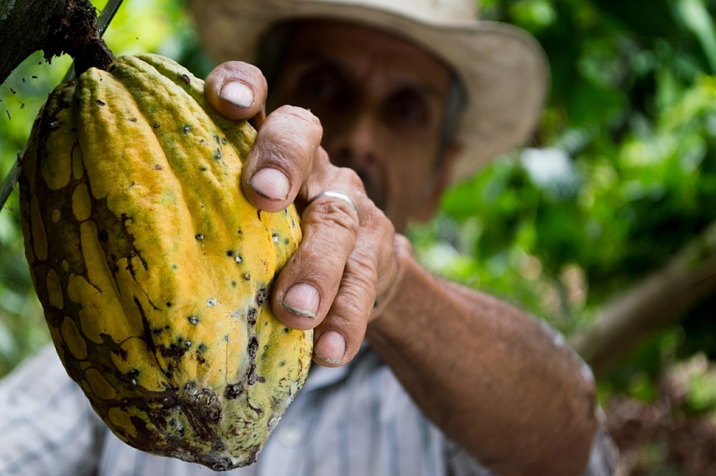 Coltivazione pianta di cacao