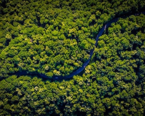 Foresta amazzonica deforestazione