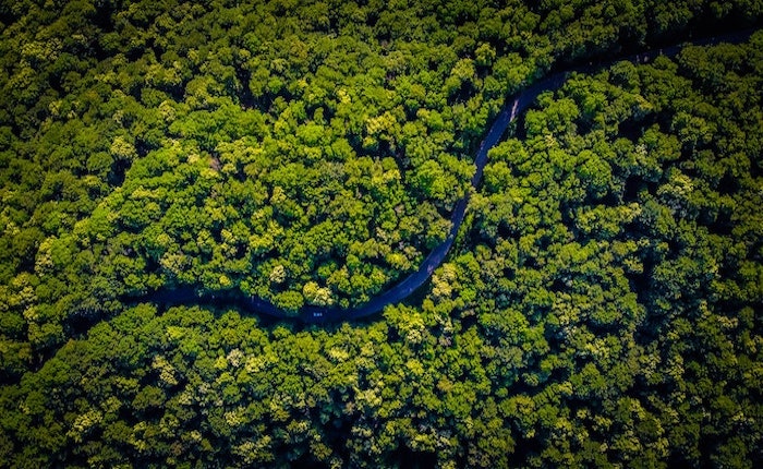 Foresta amazzonica deforestazione