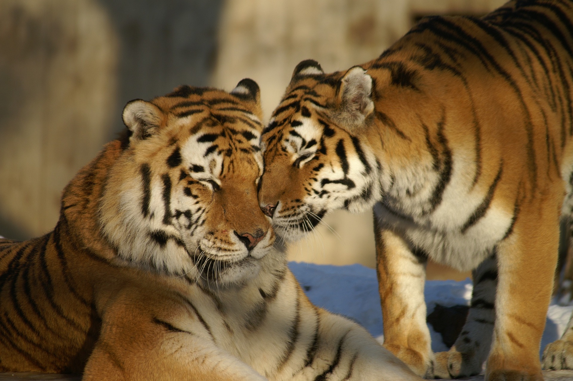 Giornata Mondiale della Tigre