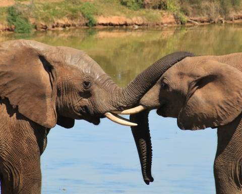 Giornata Mondiale dell'Elefante