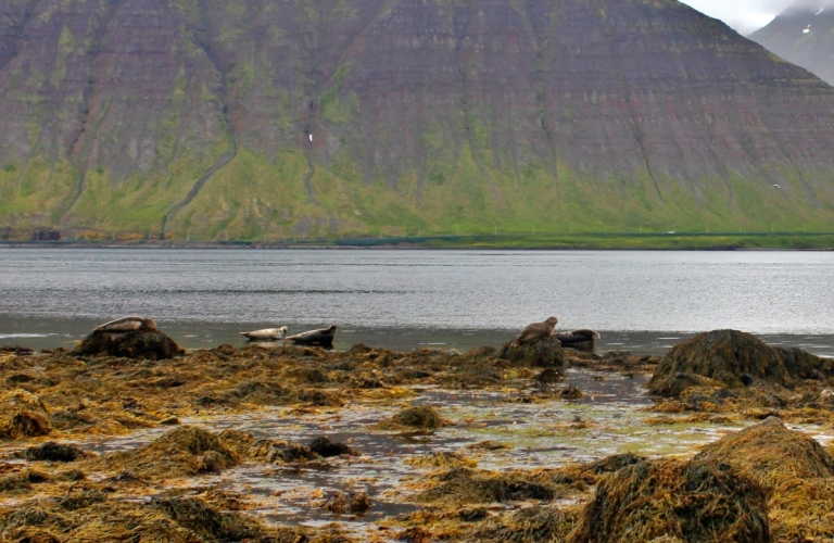 avvistare-foche-in-islanda-isafjordur-ph-francesco-rasero-768x500.jpg