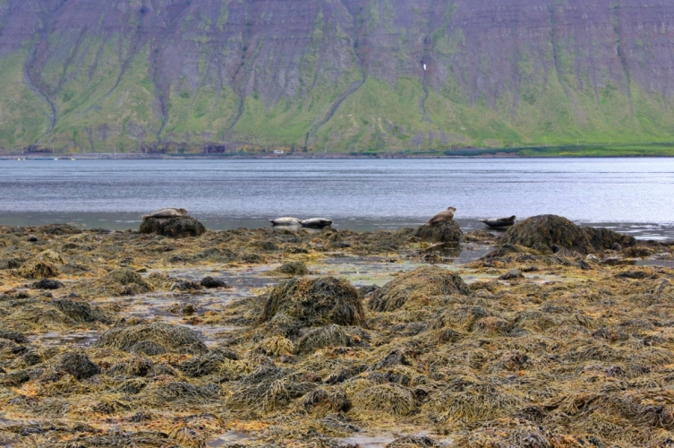 foche-islanda-isafjordur-ph-irene-mariano-753x500.jpg