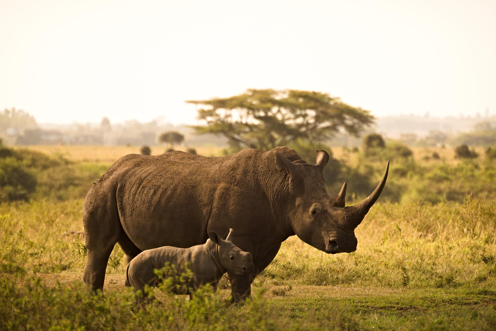 Giornata Mondiale del Rinoceronte