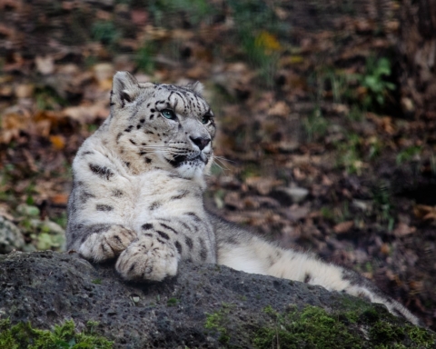 Giornata mondiale del leopardo delle nevi