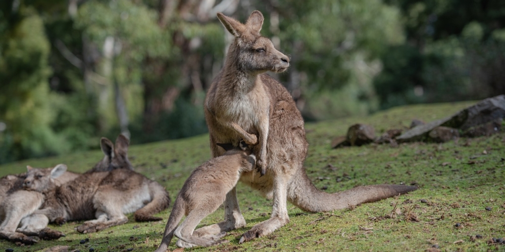 Giornata Mondiale del Canguro World Kangaroo Day