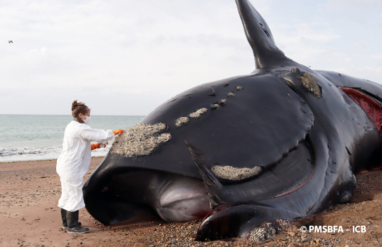 balene-morte-in-argentina-analisi-774x500.jpg