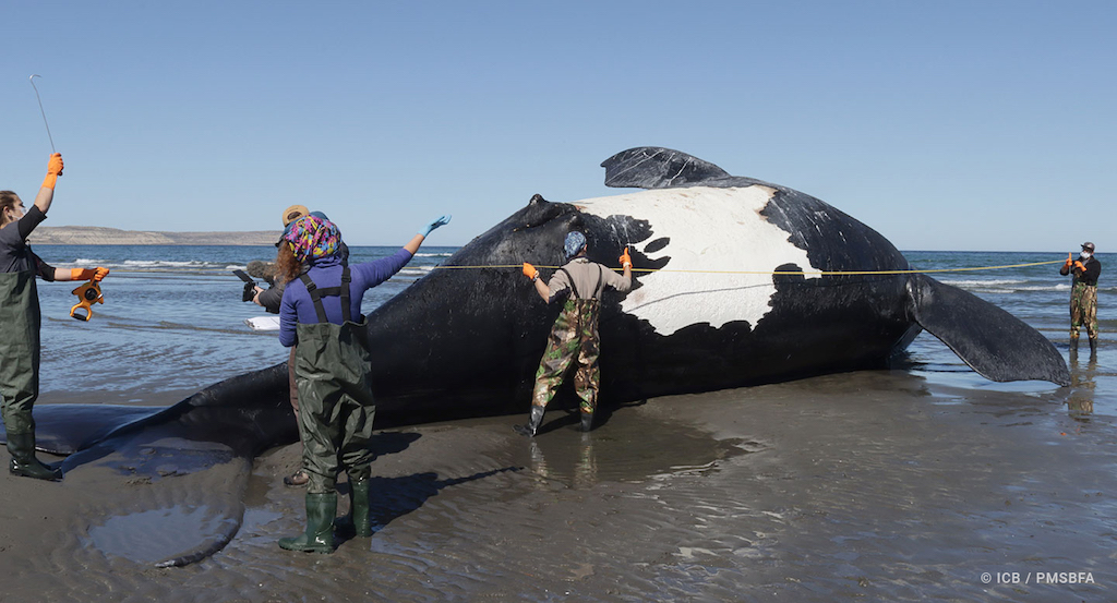 balene morte patagonia