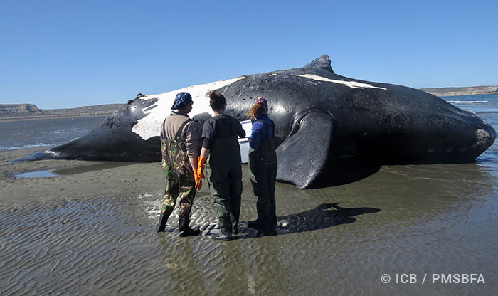 balene morte marea rossa