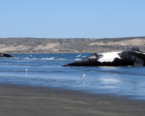 Balene morte in Argentina