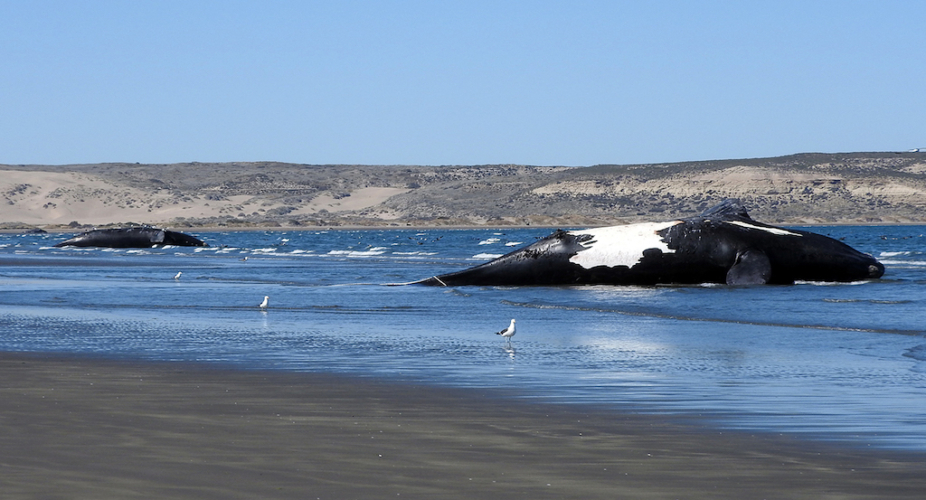 due-balene-morte-in-argentina-926x500.jpg